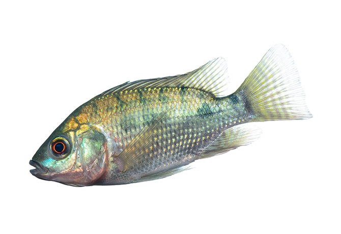 Tilapia (en Kg)